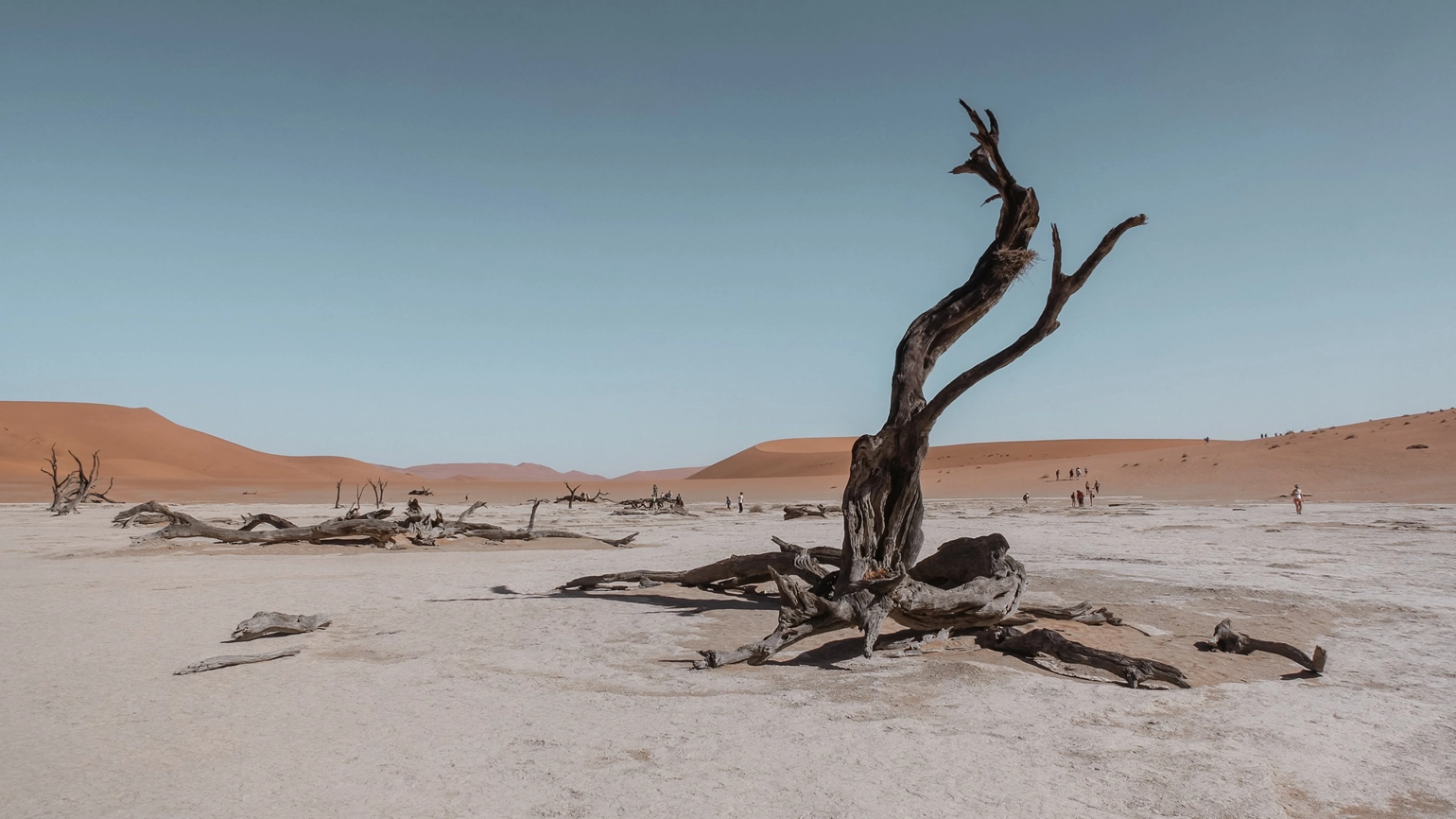 A tree in a desert