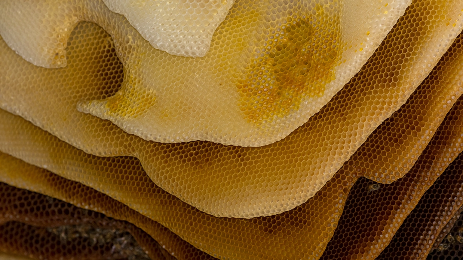 Bee hive that represents COP15 and the actions of organisations in response to the global diversity framework